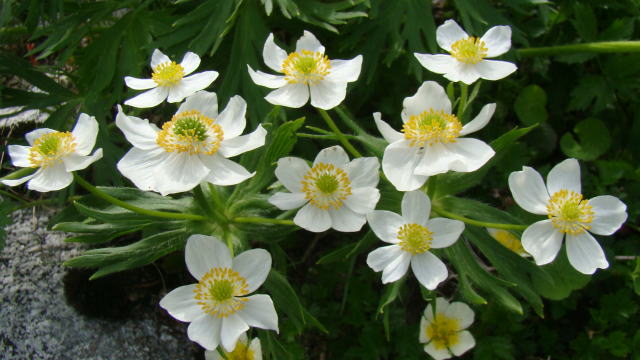 跡見群芳譜(野草譜 ハクサンイチゲ)